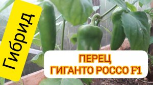 Как развивается перец Гиганто Россо F1 в июне