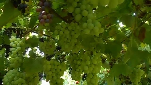 Виноград Лора (Флора) на горизонтальной шпалере смотреть онлайн