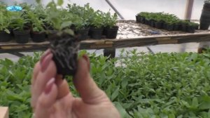 Черенкование ампельной сурфинии - мастер класс от Татьяны Викторовны!