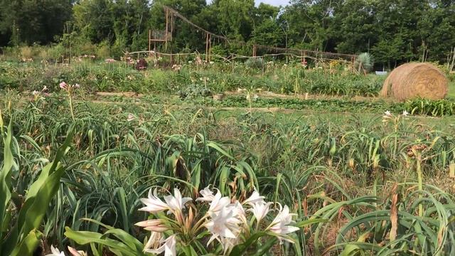 The Small Crinum 'Bambino' смотреть онлайн