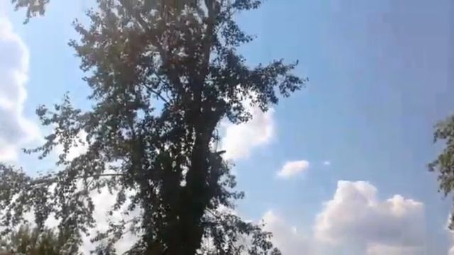 Подпилил большие ветки тополя на своём участке! смотреть онлайн