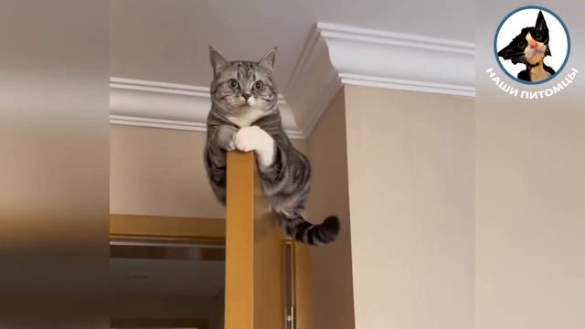 7 минут релаксации с котиками , смешно и тепло на душе глядя на них!