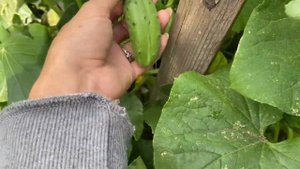 Моя заброшенная дача. Дачные будни. Борюсь с сиренью. #дача