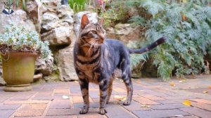 Почему кошки не любят когда их целуют – почему нельзя целовать кошек в морду?