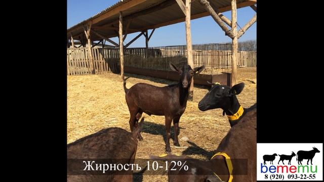 Продажа коз Мурсиа-Гранада с племенным свидетельством. смотреть онлайн
