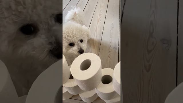 My Dog Reacts to the Toilet Paper Challenge