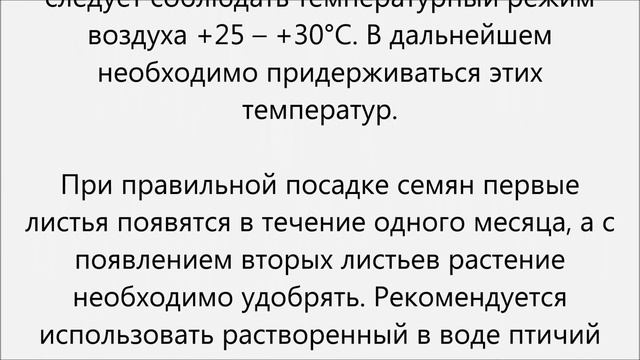 Как вырастить черный перец