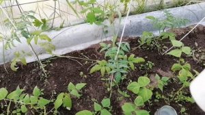 ?ПЕРВАЯ ПОДКОРМКА ТОМАТОВ ПОСЛЕ ВЫСАДКИ В ТЕПЛИЦУ.?