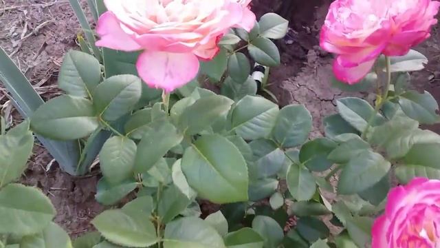 Кордес Джубили чайно-гибридная роза саженцы, этого сорта есть в наличии.??? смотреть онлайн