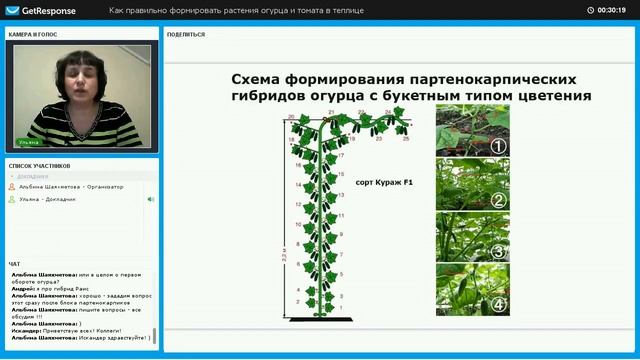 Формирование огурца Кураж в теплице