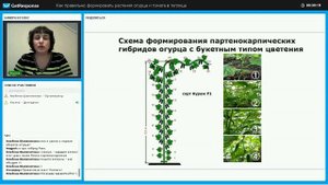 Формирование огурца Кураж в теплице