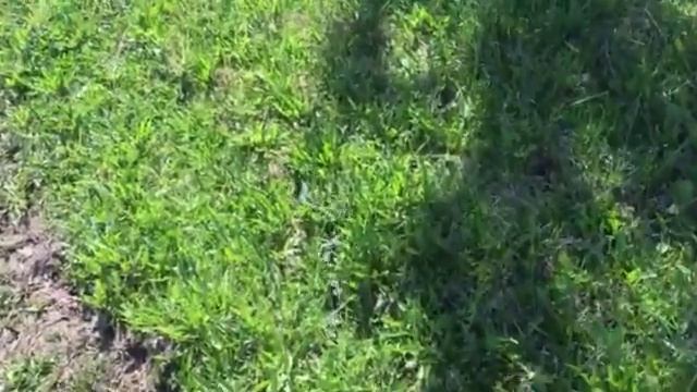 Гадюка в Московской Области смотреть онлайн