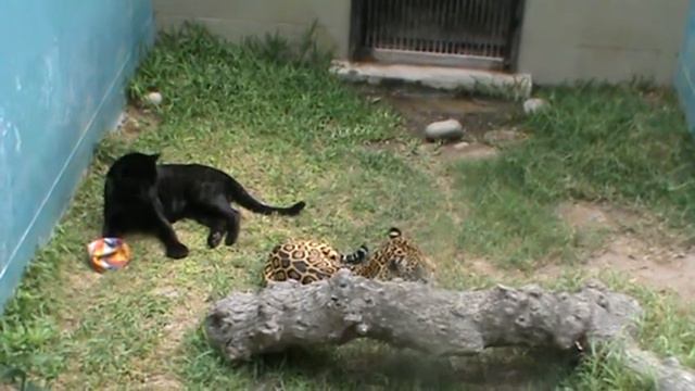 Леопарды в зоопарке Лимы, Перу смотреть онлайн