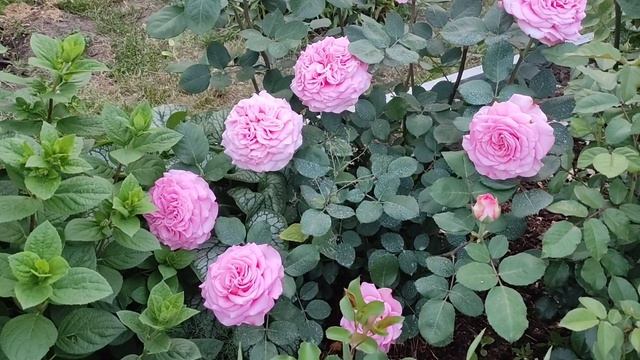 РОЗА ЭШЛИ (Ashley, Tantau, 2014), ШЕДЕВР в каждый сад!!! смотреть онлайн