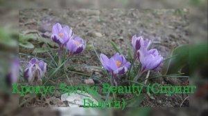 Crocus Spring Beauty (Крокус Спринг Бьюти)