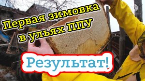 Первая зимовка пчел в ульях ППС! Результат! Пчеловодство для начинающих!