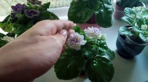 Что любят Фиалки? Как ухаживать чтобы цвели круглый год? Фиалки у Алисы.