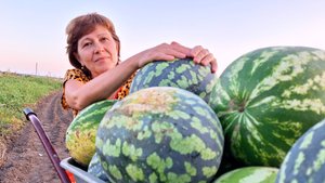 Арбузы всё не кончаются | Спасаем картошку от моли