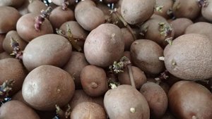 Проращивание картофеля на свету.