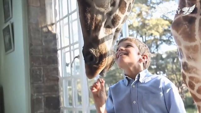 Сказочный отель с жирафами - Giraffe Manor