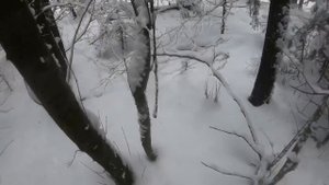Очередная яркая работа русско-европейских лаек!!!!