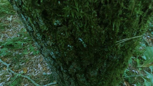 Pulse of the EARTH Deep Bass Shaman Drum ROOT Chakra Meditation. Purification. смотреть онлайн