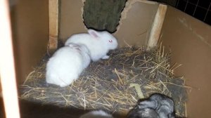 Крольчатам 15 дней