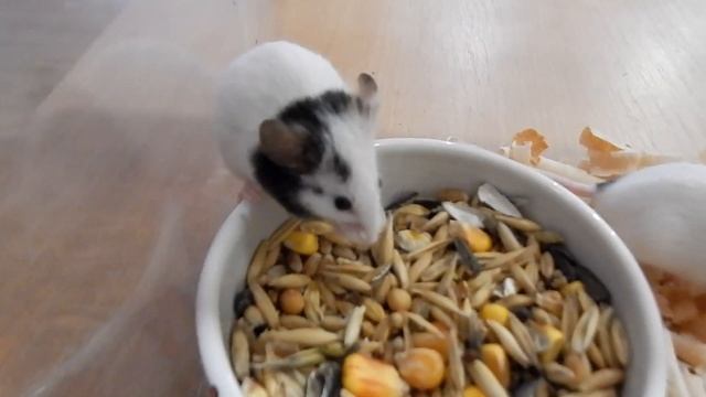 Японские мышки - уход и содержание | Декоративные мыши