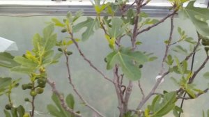 Инжир.  Открытый грунт против емкости!