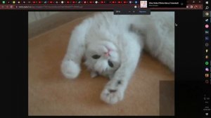 МИША АНИМЕШНИК - ВСЯ Правда о ЖИЗНИ (Портал 2, Дира, Человек Бензопила, про Японский язык и ДРУГОЕ)