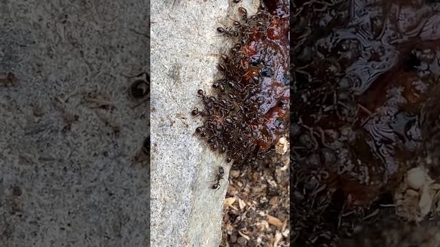 Муравьи гибнут от этого смотреть онлайн