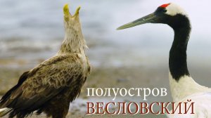 Птичий рай на Курилах: полуостров Весловский | Film Studio Aves