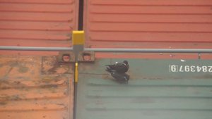 Как размножаются птицы.Inca Tern.Крачка-инка