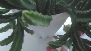 Стапелия Мой простой уход