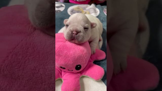 Twitches & Whiskers: The Sleepy Puppy Saga Continues 🎥😴 смотреть онлайн