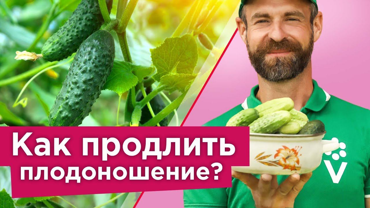 Как продлить август. Библия. Как продлить август. Минеральное питание огурца. Как ускорить созревание свити.