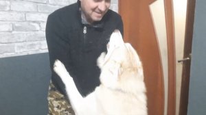 Щенкам  ХАСКИ 1 Месяц ? НОВЫЙ ДОМ для щенков