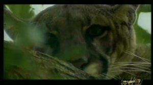 РИШАД ШАФИ "ПЕСНИ БЕЗ СЛОВ 2000" (10)