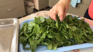 Начался сезон заморозки зелени на зиму . Заморозка щавеля ..mp4