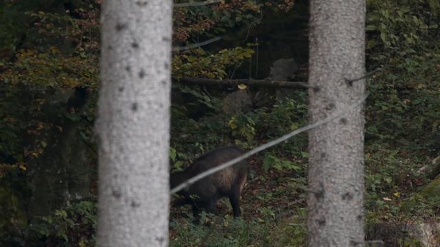 Filming wild chamois - Testing my new Photography Hide Tragopan V6 смотреть онлайн