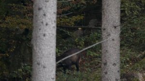 Filming wild chamois - Testing my new Photography Hide Tragopan V6