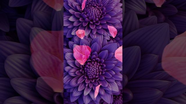 KOH Video Wallpaper AF397 Awesome Purple Chrysanthemum