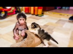Люся и котёнок КАТАЮТСЯ на МЕХОВОМ ТАПКЕ