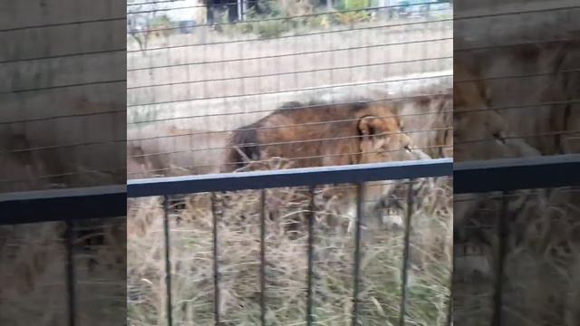 Когда львы ждут тебя у сетки не забудь с собой конфетки 🦁🍗 И кусочек доброты❤ смотреть онлайн
