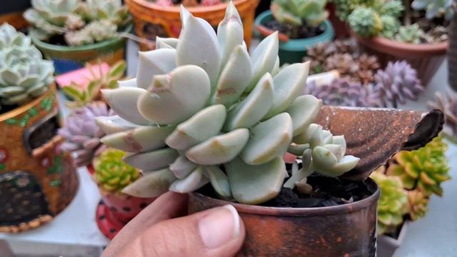 Como Ter Sucesso no Cultivo com essas 7 Espécies de Suculentas ❤️ смотреть онлайн