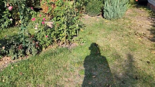 14 октября 2023 г. Розы в саду. Розы после осенних заморозков. И маленький сафф? смотреть онлайн