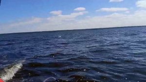 Рыбалка на троллинг. Тольятти