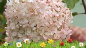 Гортензия метельчатая Фантом ? Обзор: посадка и уход. саженцы, крупномеры: описание и особенности