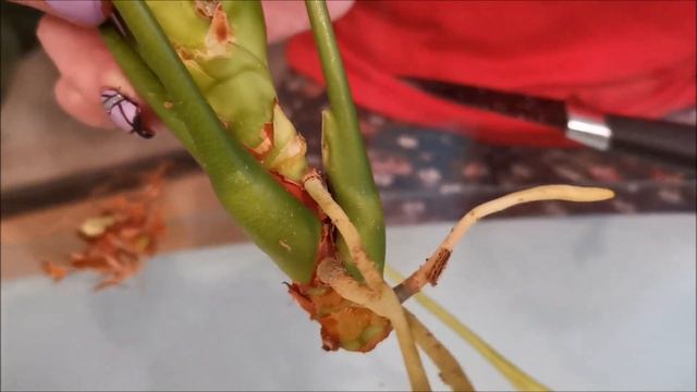 Вот и дождался Антуриум Симба (Anthurium Simba), когда его омолодят смотреть онлайн