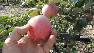 Яблоня сорт Мечта 1 августа 2018г